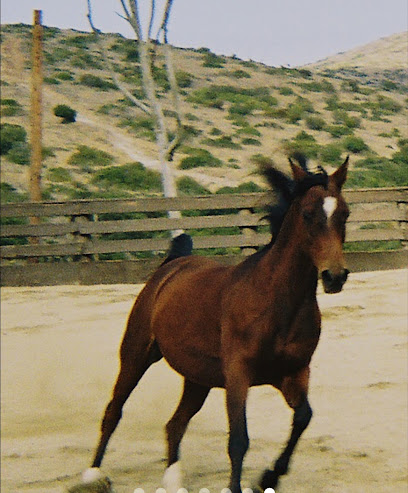 Mustang Air Mechanical photo